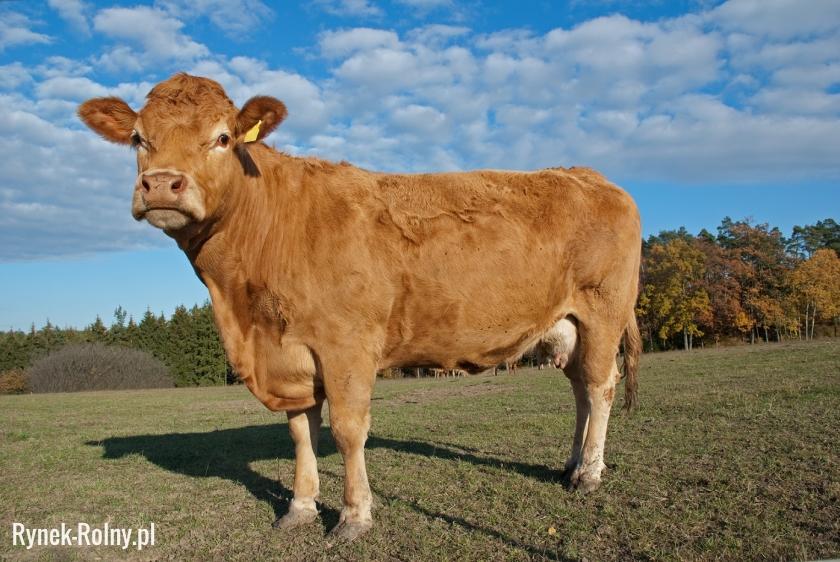 Una vaca hizo una fuga digna de una película de acción
