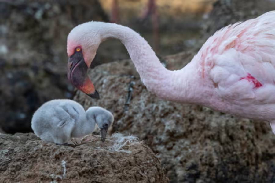Padres adoptivos de flamencos del mismo sexo logran incubar un polluelo