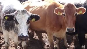 Una vaca hizo una fuga digna de una película de acción