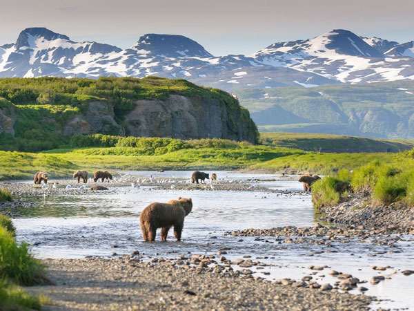 Timothy Treadwell: La historia del hombre que susurraba a los osos pardos