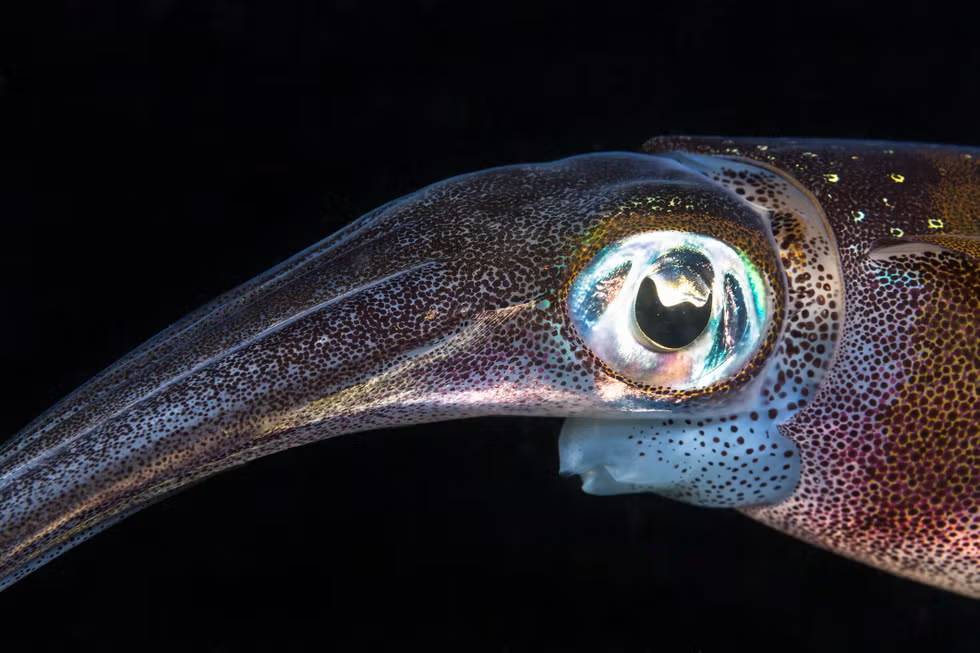 Los animales continúan evolucionando inexplicablemente hasta convertirse en cangrejos ¿También le sucederá a los humanos?
