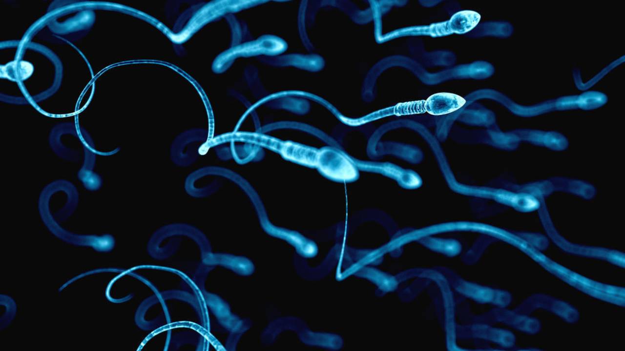 Primeros testículos cultivados en laboratorio podrían producir esperma