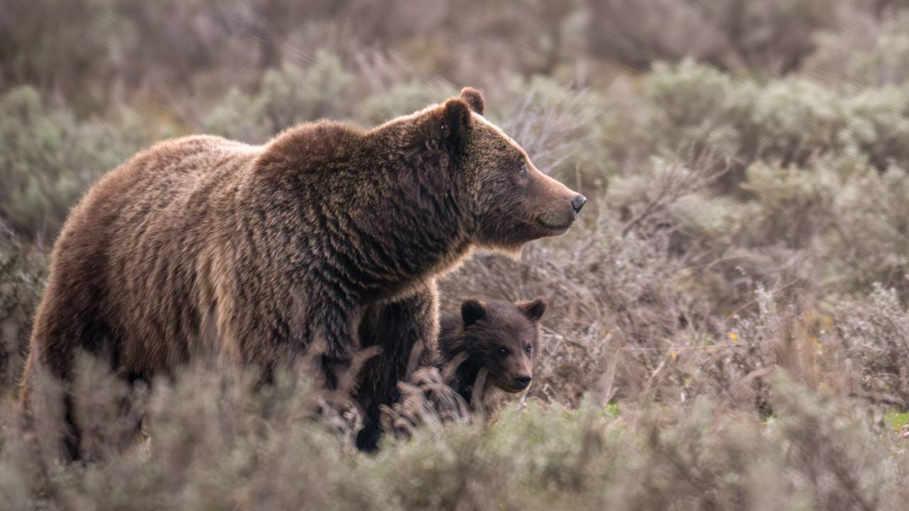 Grizzly 399, el oso más famoso del mundo, muere atropellado