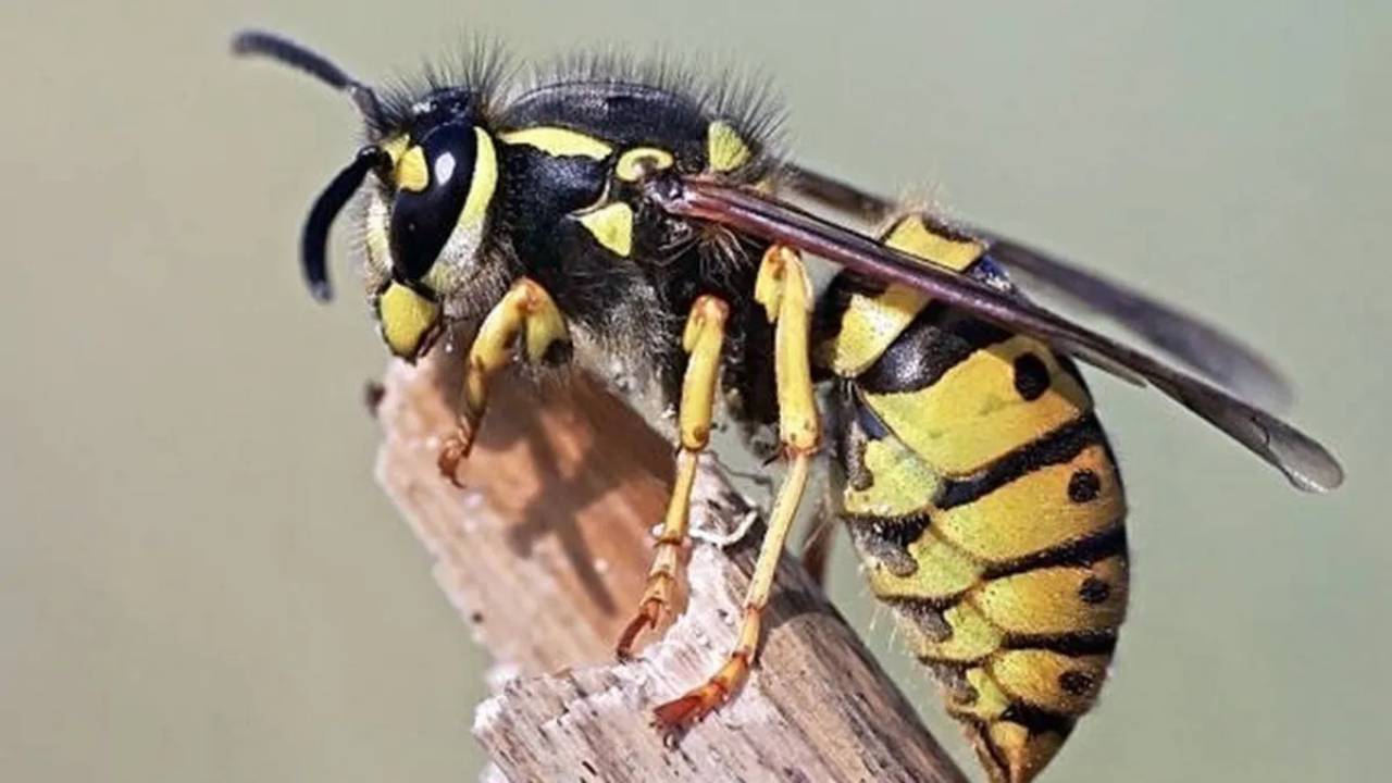 Enjambre de avispas amarillas invade Carolina del Norte tras el Huracán Helene
