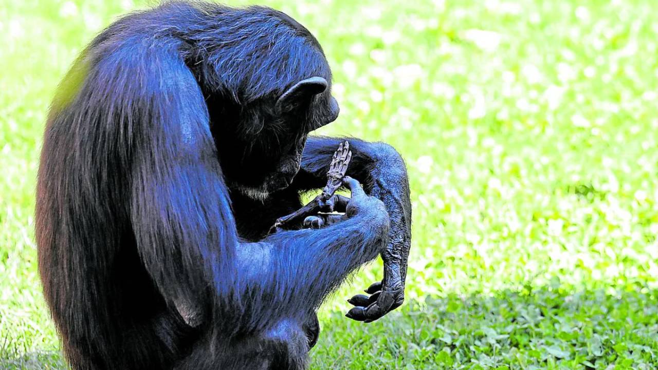 El duelo de Natalia: La chimpancé que no soltó a su cría fallecida tras siete meses