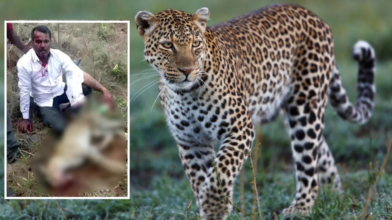 Hombre acaba con la vida de un leopardo con sus propias manos para salvar a su esposa e hija