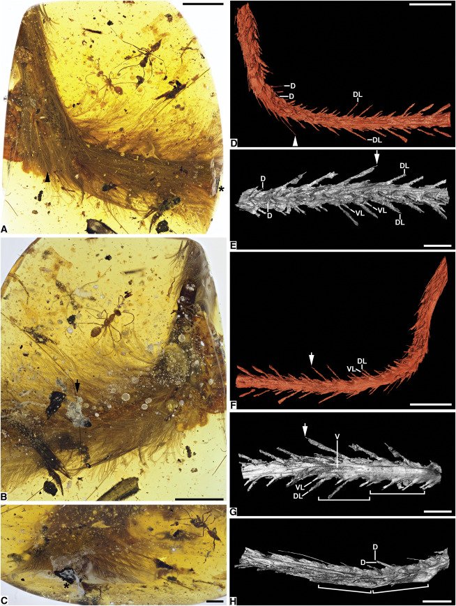 El descubrimiento de una cola de dinosaurio cambia la historia de la paleontología