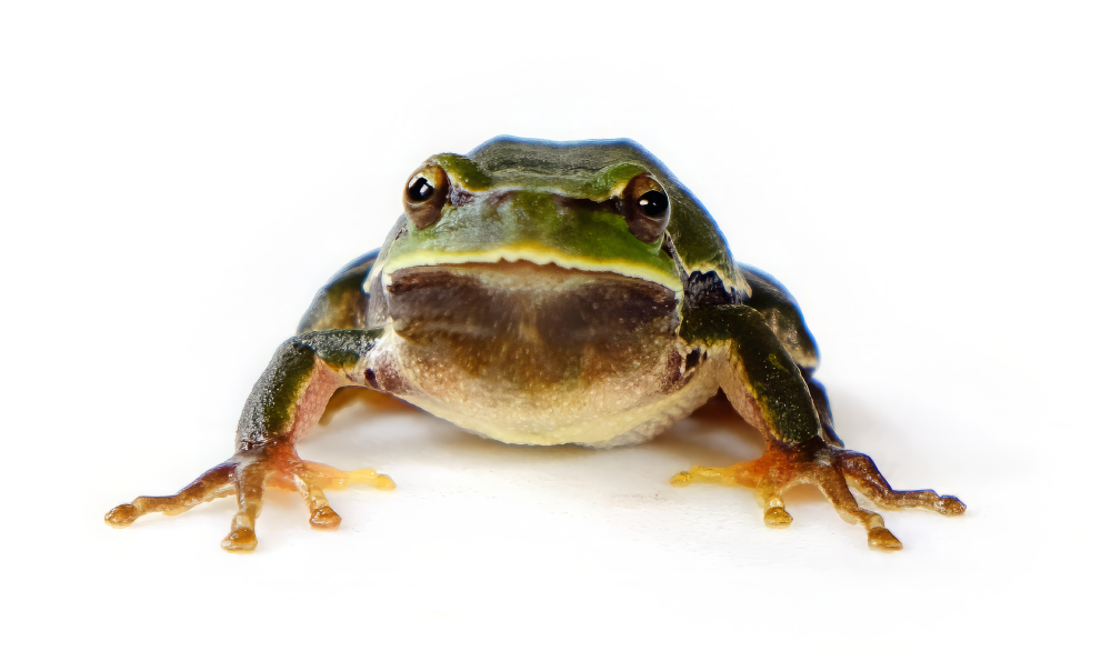 Ranas de Chernóbil se adaptaron para sobrevivir a la radiación, pero ya no lo necesitan