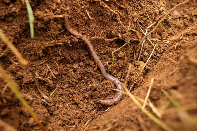 ¿Las fibras ecológicas son realmente más seguras que los plásticos? Un estudio revela una preocupante realidad