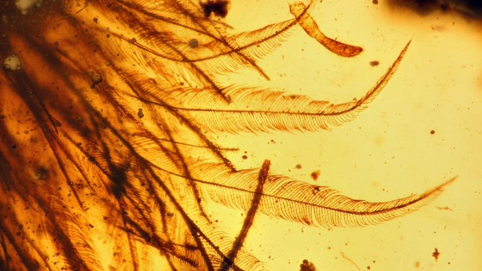 El descubrimiento de una cola de dinosaurio cambia la historia de la paleontología