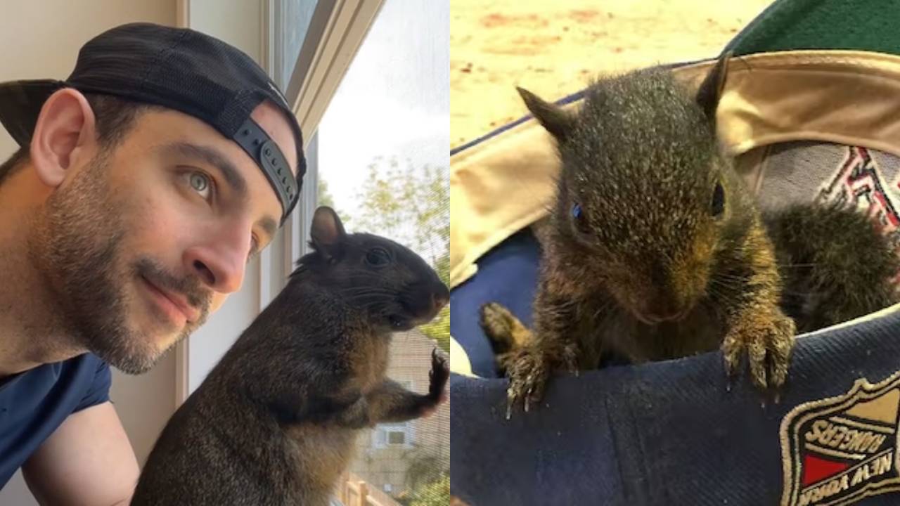 Sacrificio de Peanut, la ardilla de Instagram, indigna a todo internet y atacan a las autoridades de Nueva York