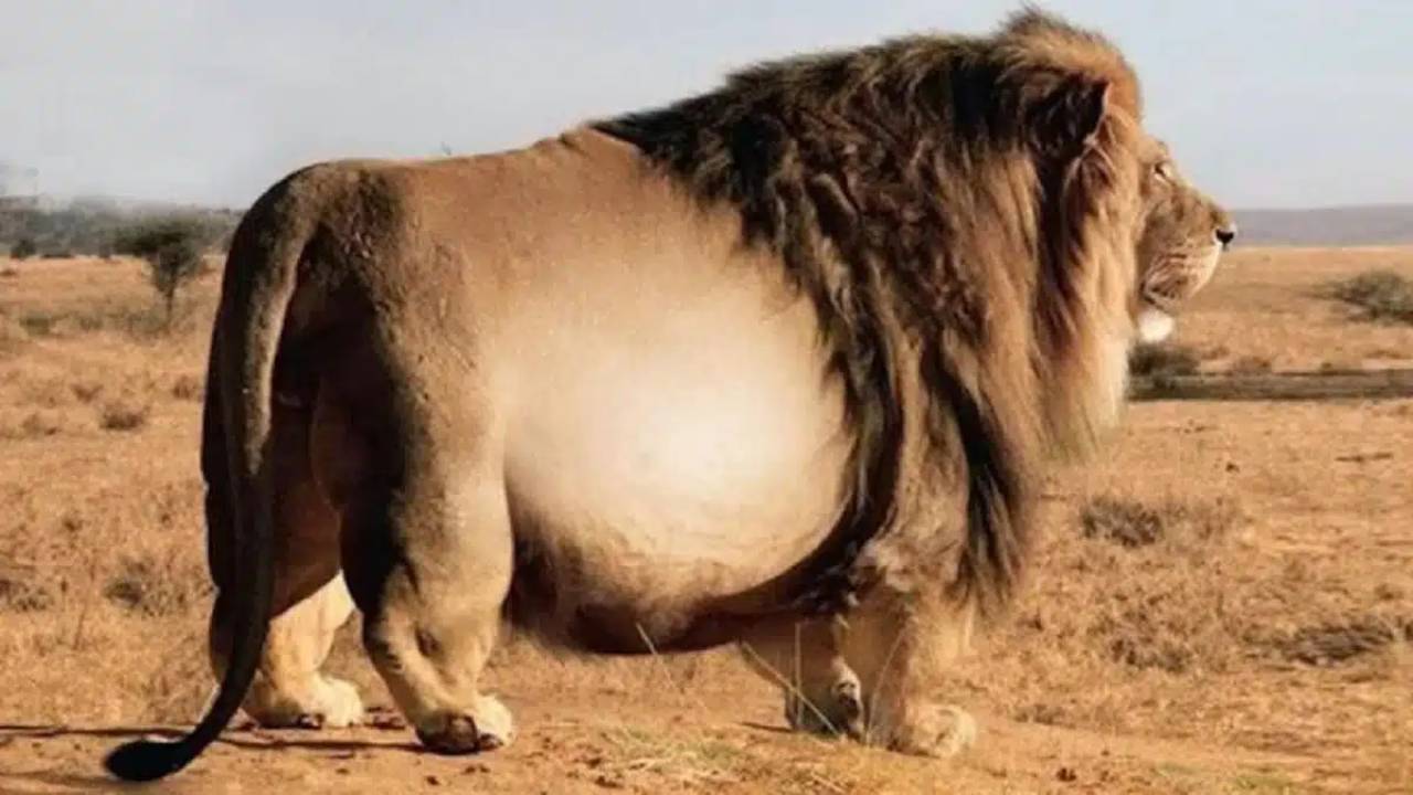 Encuentran un león gigante y un descubren algo asombroso tras hacerle una ecografía