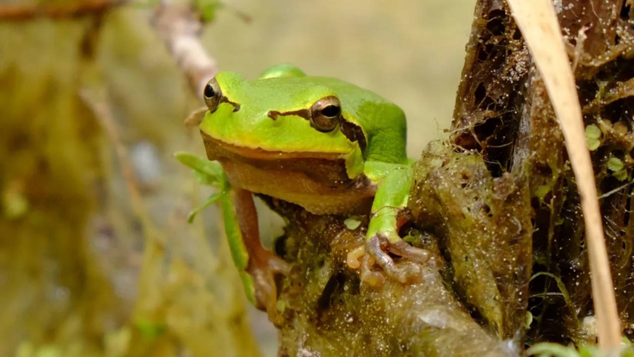 Ranas de Chernóbil se adaptaron para sobrevivir a la radiación, pero ya no lo necesitan