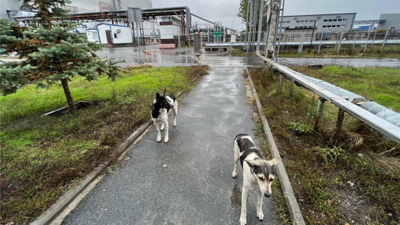 Los perros de Chernóbil sorprenden a la ciencia por su rápida evolución