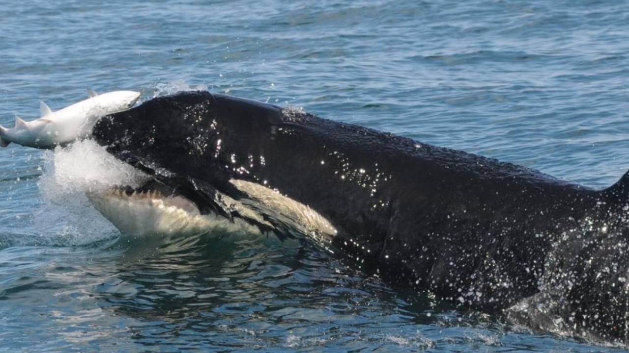 Las orcas vuelven a llevar un salmón en la cabeza después de 37 años