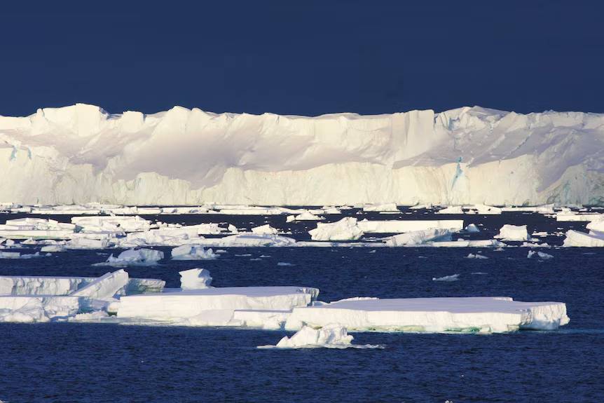 The Blob provoca la muerte de 4 millones de aves marinas, el evento más grande de mortalidad de una especie de la historia moderna