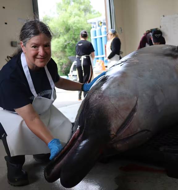 La misteriosa ballena de dientes de pala tiene nueve estómagos y muelas de juicio