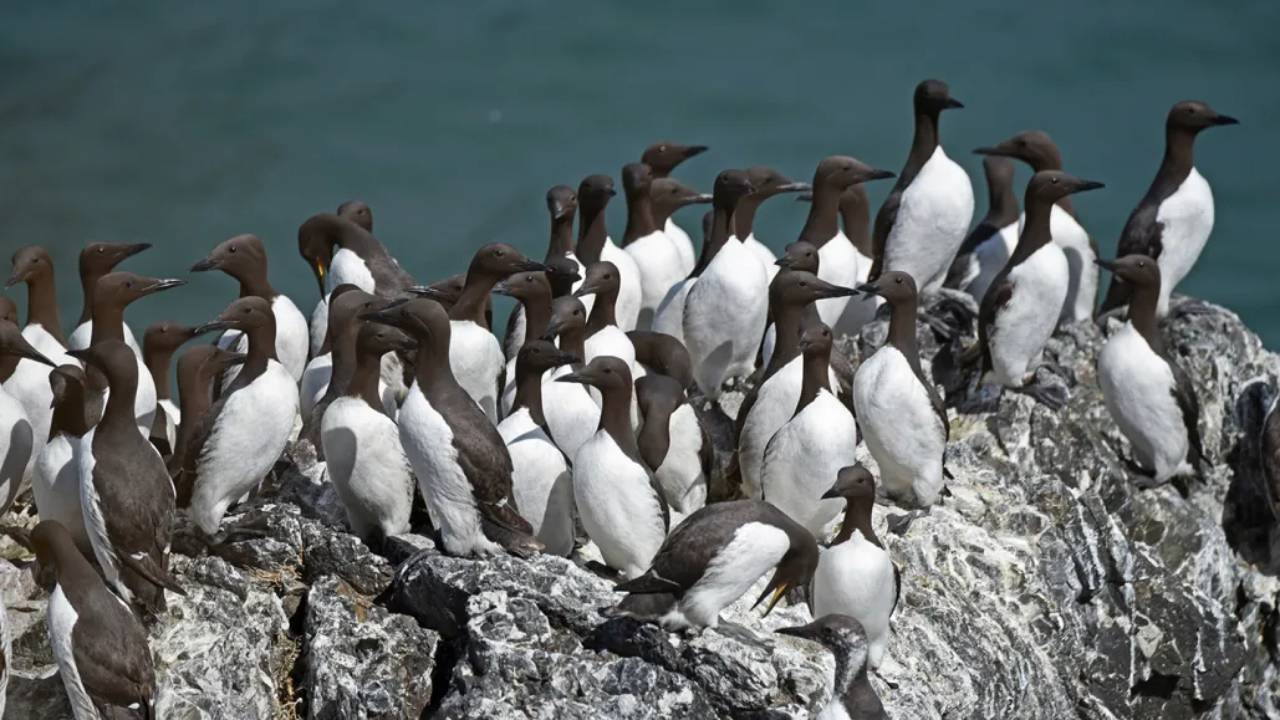 The Blob provoca la muerte de 4 millones de aves marinas, el evento más grande de mortalidad de una especie de la historia moderna