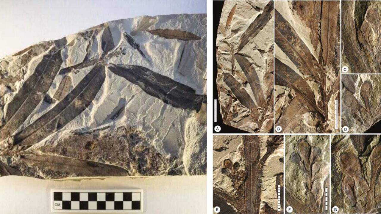 Encuentran fósil de una “planta alienígena” que no pertenece a ninguna especie terrestre