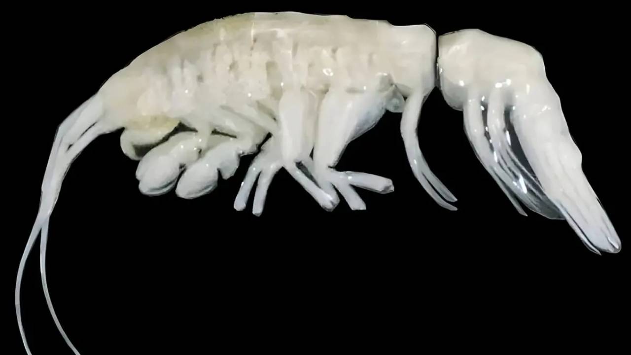 Un nuevo depredador en las profundidades del océano