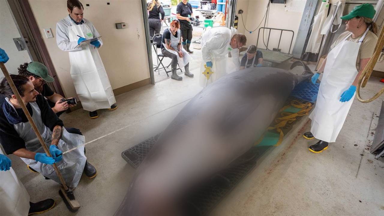 La misteriosa ballena de dientes de pala tiene nueve estómagos y muelas de juicio