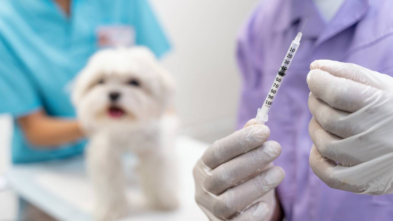El 37% de los dueños de perros creen que las vacunas provocan autismo a sus perros