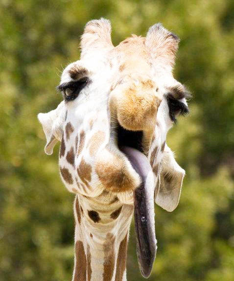 ¿Pueden los animales tener síndrome de Down? La verdad detrás de este popular mito de Internet