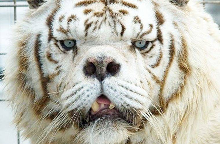 ¿Pueden los animales tener síndrome de Down? La verdad detrás de este popular mito de Internet