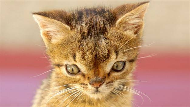 ¿Pueden los animales tener síndrome de Down? La verdad detrás de este popular mito de Internet