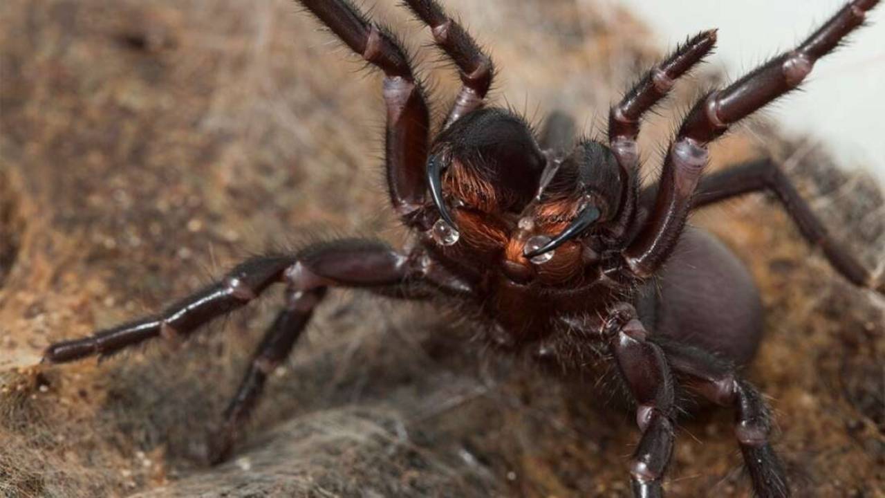 Descubren una nueva especie “inusualmente grande” de una las arañas más letales que existen