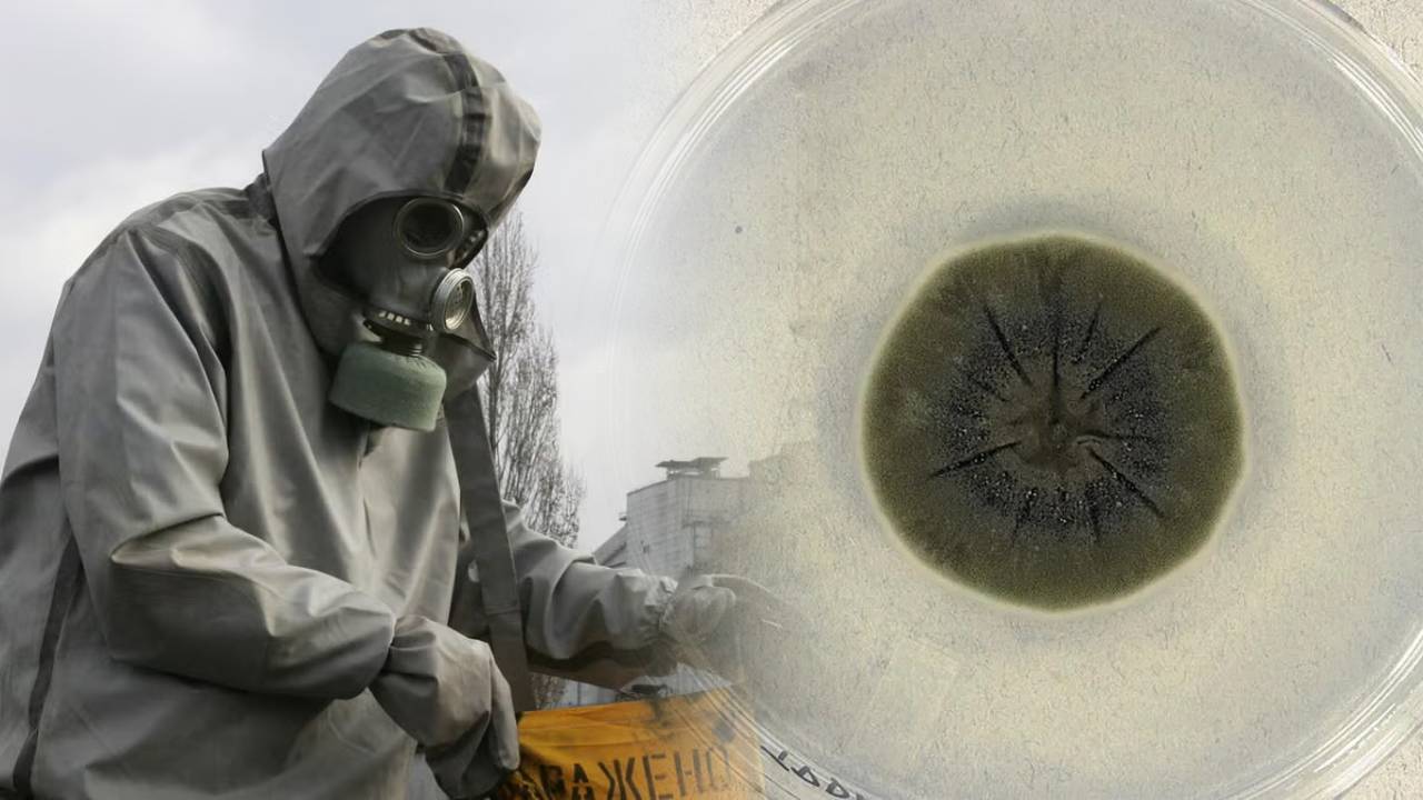 Hongo negro que crece dentro de Chernóbil se alimenta de la radiación gamma mortal