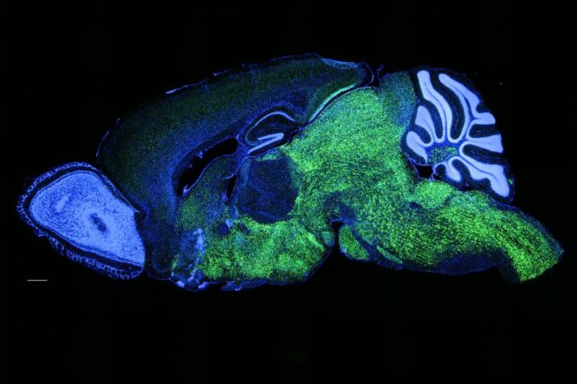 Científicos introducen un gen del lenguaje humano en ratones de laboratorio y cambian su voz