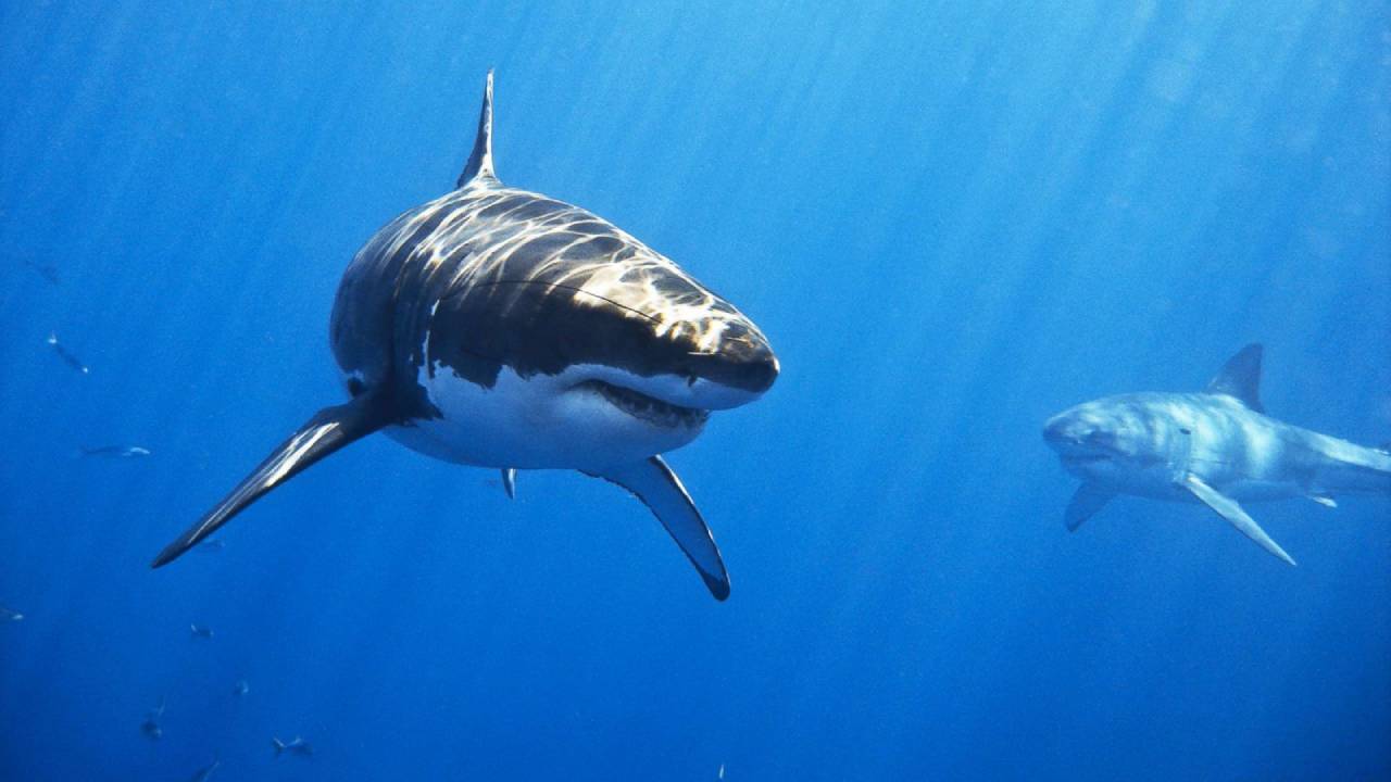 Descubren el tiburón blanco más grande jamás visto