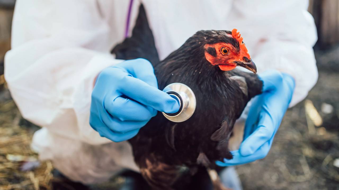 La gripe aviar se propaga silenciosamente: Un estudio revela casos no detectados