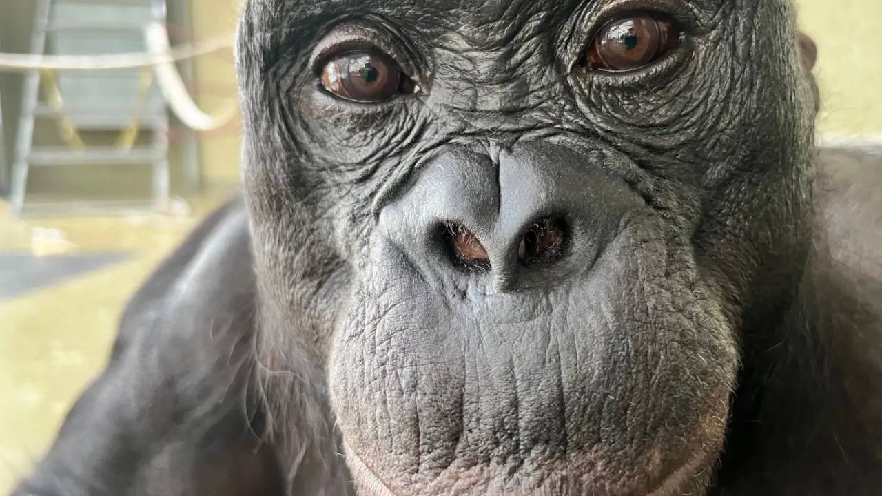 Los bonobos pueden saber cuando un humano ignora algo y guiarlos