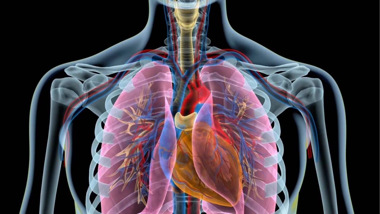 Los pulmones demuestran tener otra sorprendente función: producir sangre