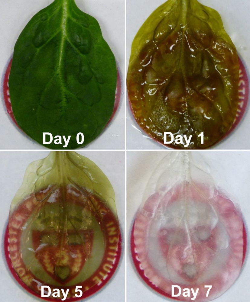 Científicos usan hojas de espinacas para construir músculos del corazón humano