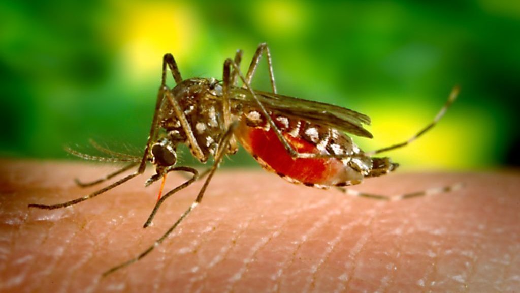Liberación de mosquitos genéticamente modificados en EE. UU.