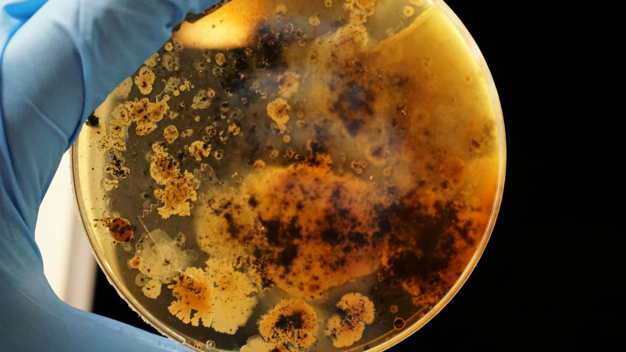 bacteria