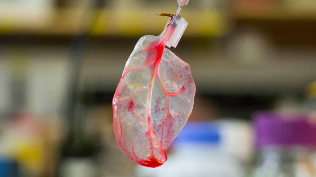Científicos usan hojas de espinacas para construir músculos del corazón humano