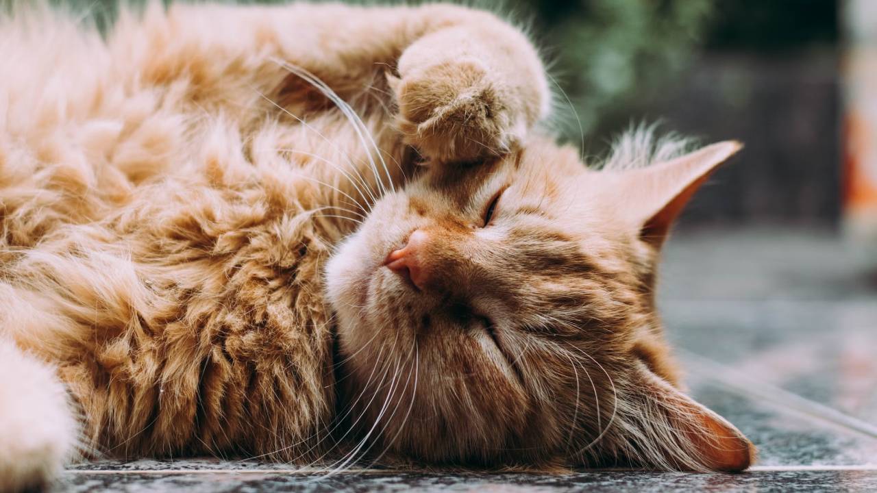 El ronroneo de los gatos es más importante de lo que creemos