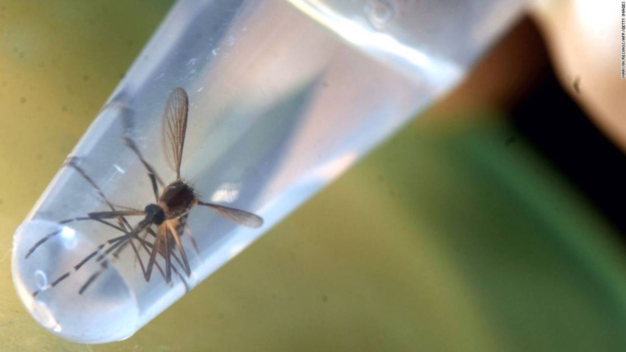 Liberación de mosquitos genéticamente modificados en EE. UU.