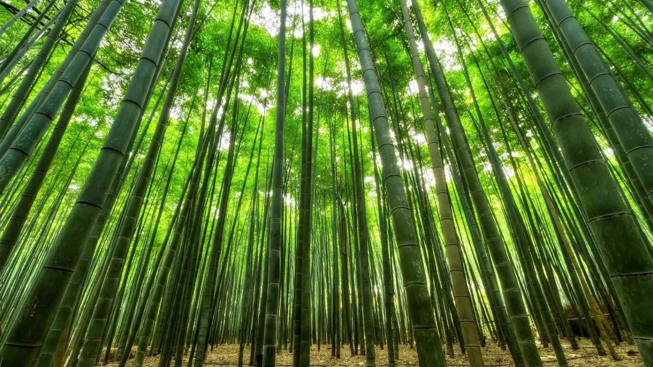 Florece un bambú después de 120 año y los científicos están preocupados
